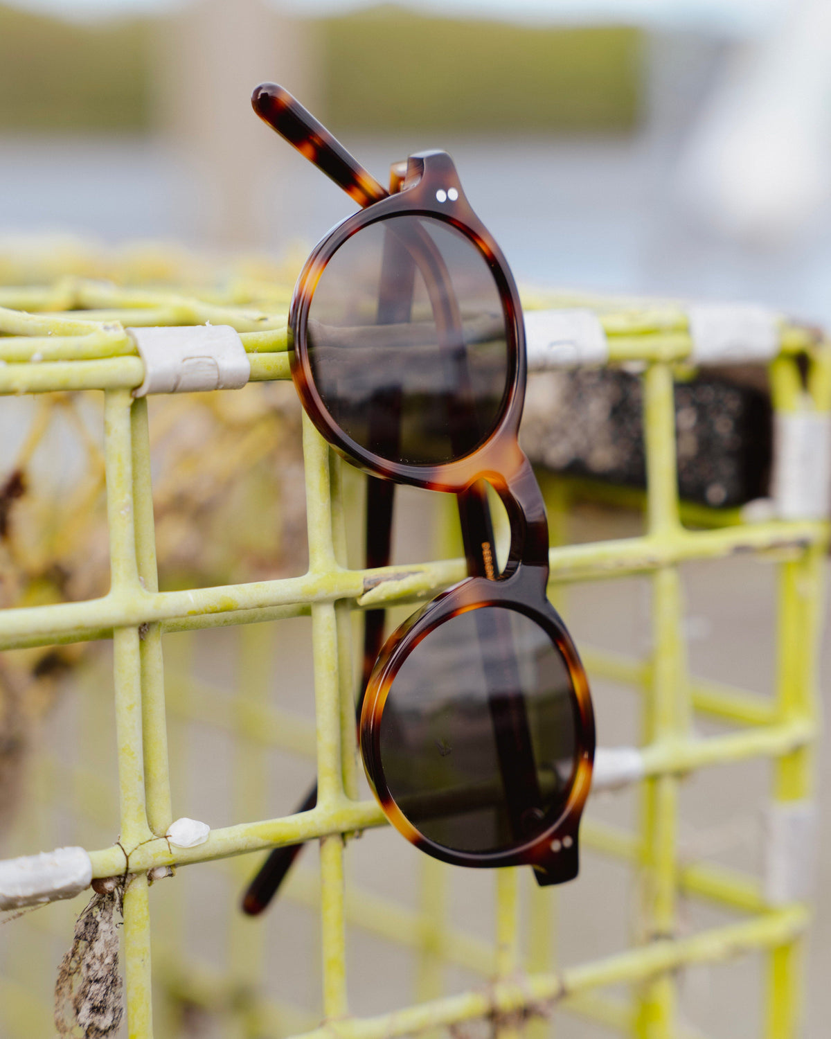 Murray Sunglasses / Tortoise Acetate - Galley Lens Bradley Mountain 